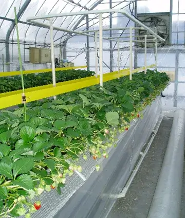 プロトニクスを活用したイチゴ栽培